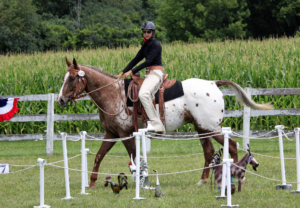 Working Equitation Illinois